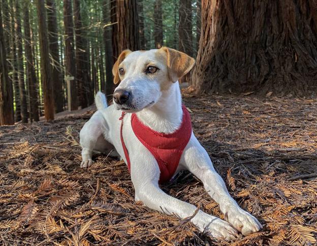 Pipper, el perro 'influencer', de vacaciones en Cantabria