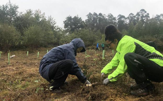 Se buscan voluntarios para revisar las plantaciones de los montes Argomeo y El Polvo