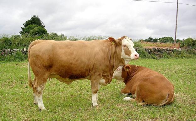 IGP Carne de Cantabria. Cuatro razas aspirantes llaman a la puerta