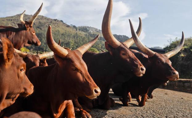 Cantur saca a concurso la contrucción de patios de recreo en siete recintos de animales de Cabárceno