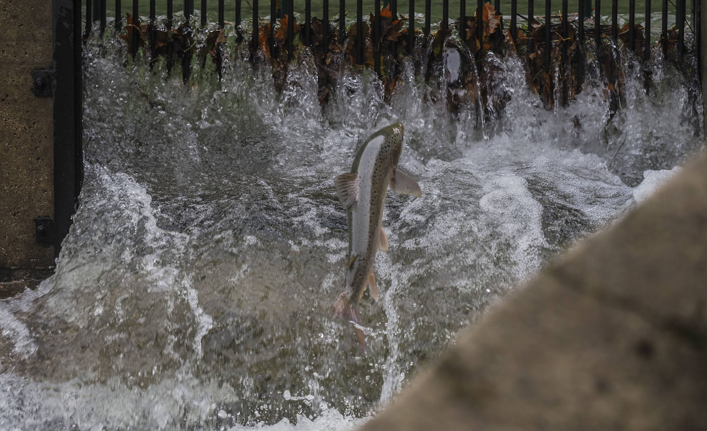 Los salmones remontan el río Pas para desovar