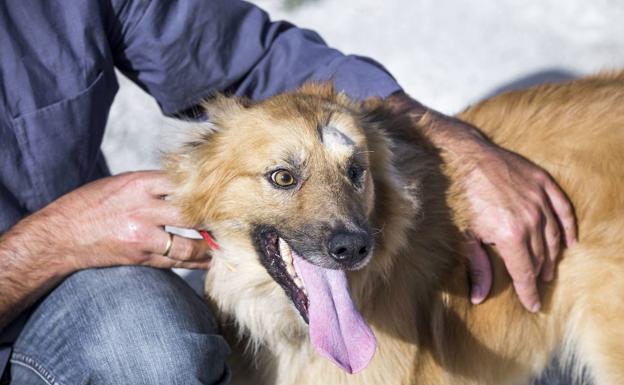 Torrelavega aprueba las bases de la convocatoria de subvenciones para proyectos de Bienestar Animal