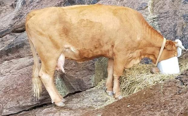 Una vaca lleva enriscada una semana en el acantilado de Ayla, en Laredo