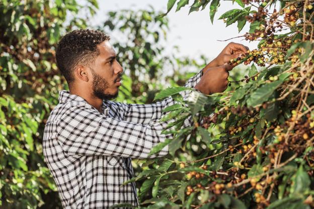 ¿De dónde viene el café? Brasil, Vietnam y Colombia, los principales productores