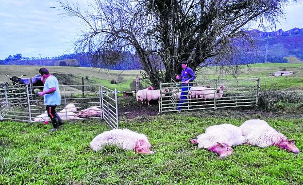 Un vecino de Gandarilla pierde por un ataque de los lobos 29 ovejas preñadas