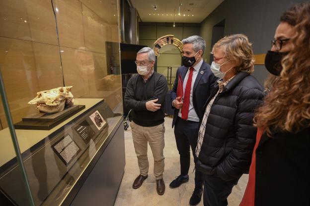El Mupac presenta el cráneo fósil de un buey almizclero de hace 35.000 años