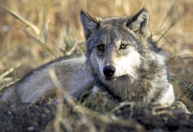 Cantabria, Asturias, Galicia y Castilla y León rechazan aumentar la protección del lobo