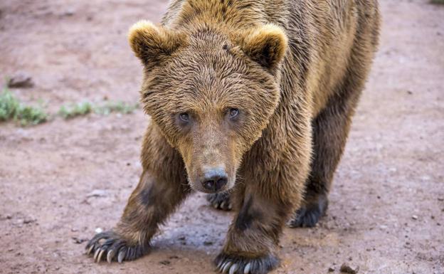 La fauna salvaje de la Montaña Palentina, de cerca con prismáticos