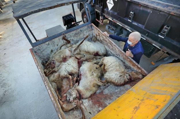 Un vecino de Gandarilla sufre el segundo ataque de los lobos en dos semanas