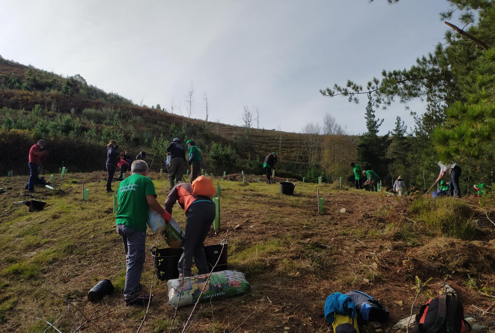 Reforestación del arbolado autóctono en los montes lebaniegos de San Tirso