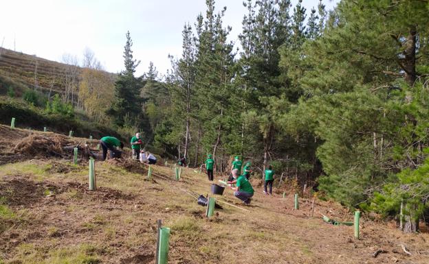 Reforestación del arbolado autóctono en los montes lebaniegos de San Tirso