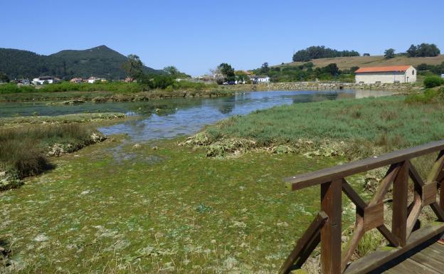 Argoños elimina los plumeros de la zonas de El Malecón y El Pico