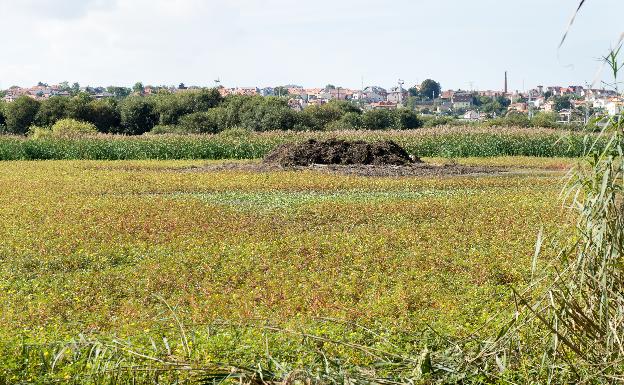La Fundación Naturaleza y Hombre pone coto a la Onagraria, una de las plantas invasoras más «incontrolables» de la Marisma de Alday