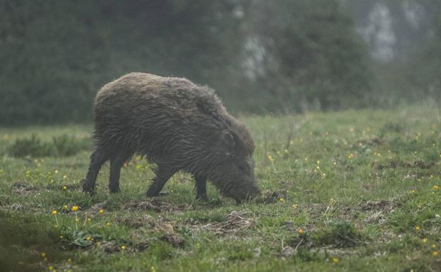 El Gobierno autoriza los desplazamientos entre municipios para la caza del jabalí