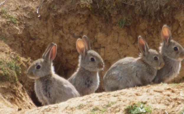 Una plaga de conejos arrasa un complejo deportivo de Ciudad Real