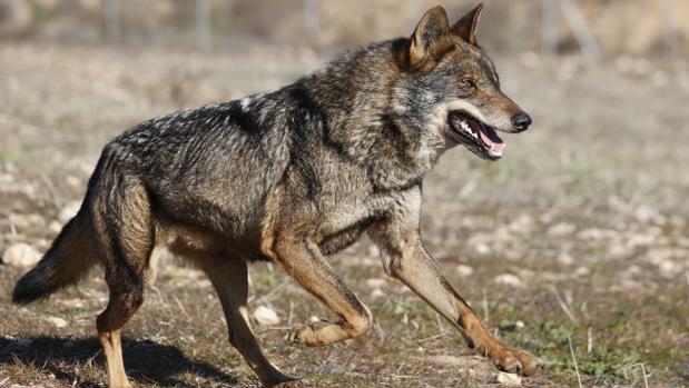 Cantabria, Asturias, Galicia y Castilla-León paralizan la propuesta de que el lobo sea especie protegida