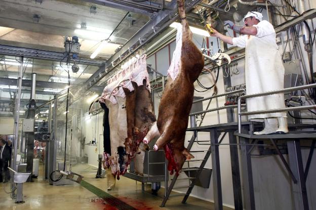 El matadero municipal de Barreda reabrirá esta semana la línea de sacrificio de porcino