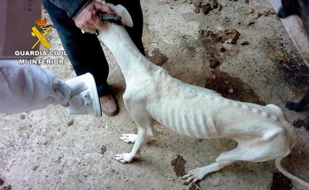 Encuentran galgos y hurones a punto de morir de hambre en una casa de Ciudad Real