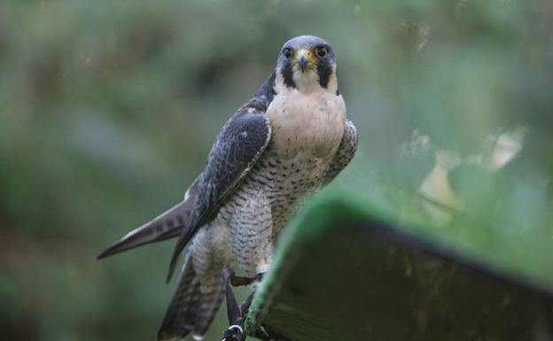 Detectado en Noja un caso de gripe aviar en un halcón peregrino