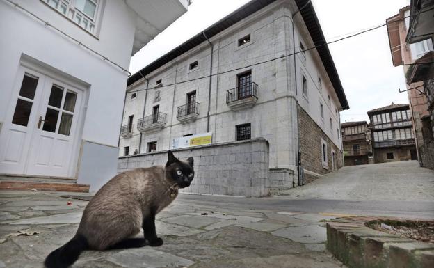 Comillas esteriliza más de sesenta gatos con el método CES