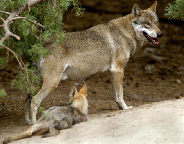 El Gobierno dice que el fallo del Supremo no cambia el «estatus legal» del lobo