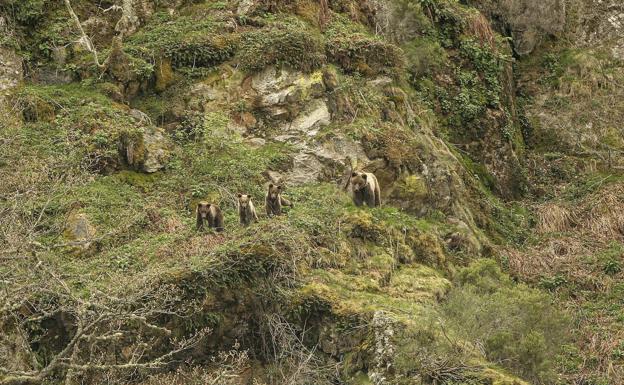 La Fundación Oso Pardo pide la investigación de la muerte de dos hembras durante cacerías de jabalí