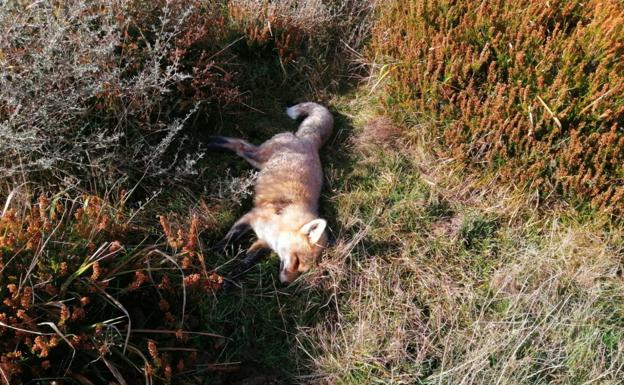 Hallan varios animales envenenados en el límite entre Valdeolea y Brañosera