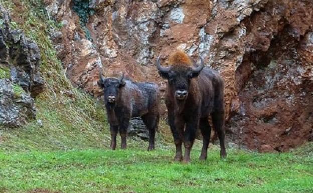 Cabárceno incorpora a su manada dos bisontes procedentes de Polonia