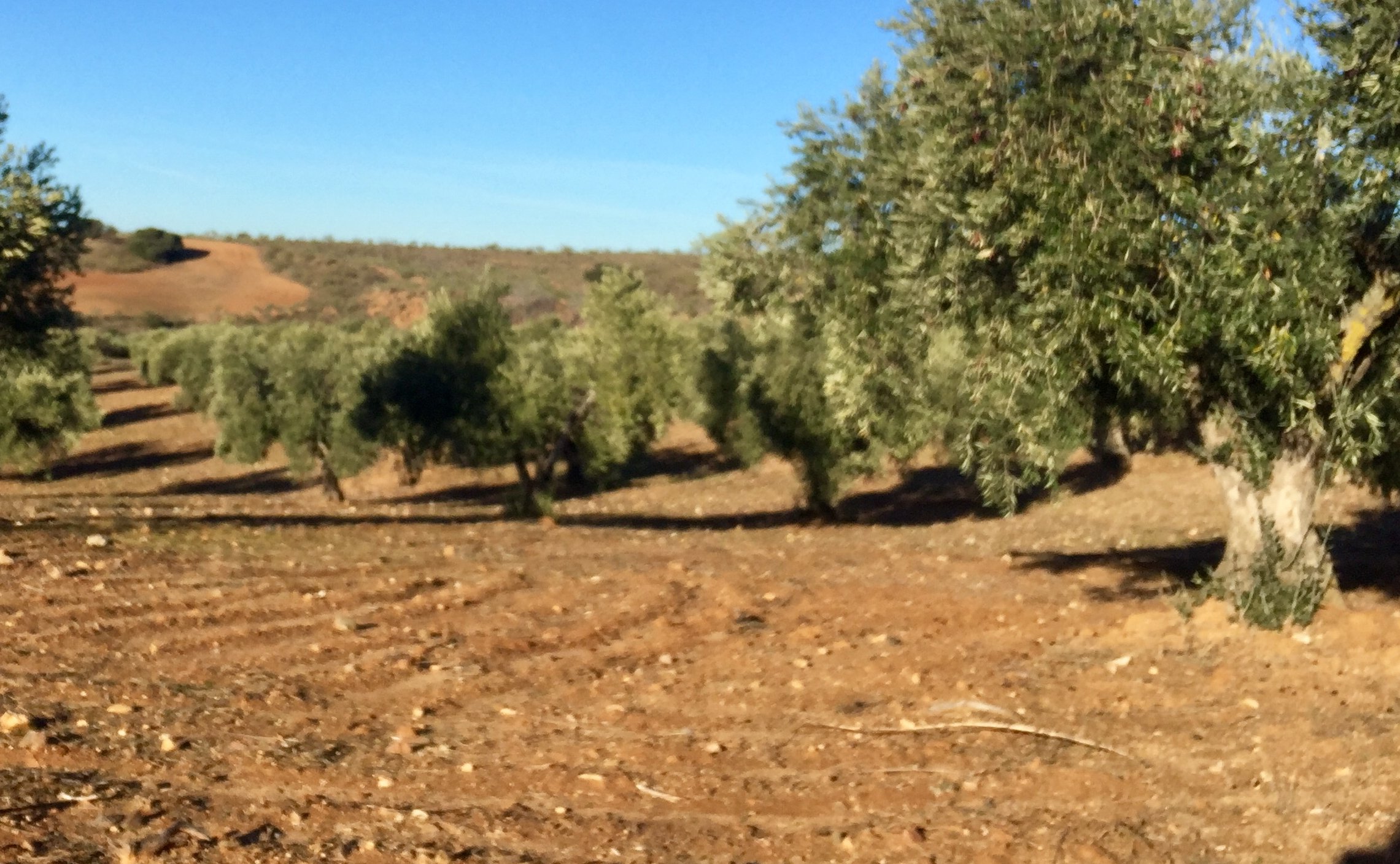 Predicen la cosecha de aceituna analizando el nivel de polen de olivo