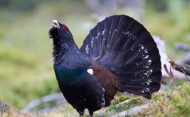 Cuentra atrás para el centro de cría de León que tratará de salvar al urogallo de la extinción