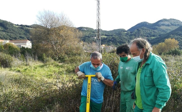 Santoña lucha contra el plumero