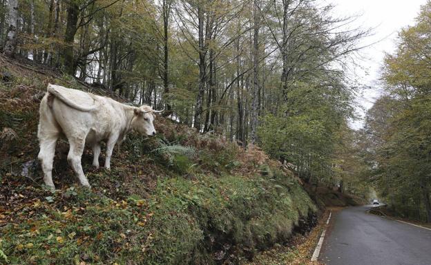 La IGP 'Carne de Cantabria' se ampliará a cuatro razas bovinas