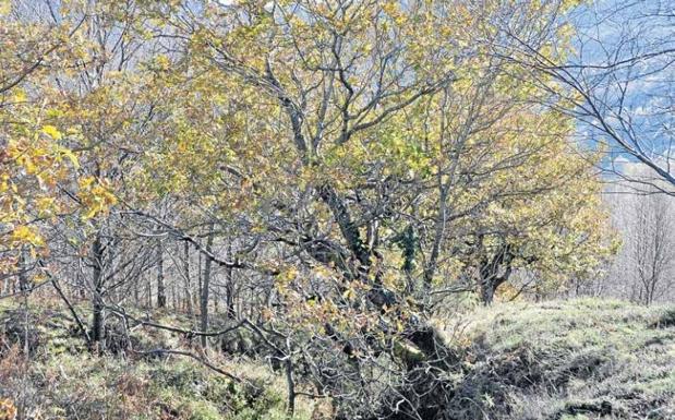 Villaverde publica el padrón del Canon por Aprovechamiento de Terreno Comunal de 2020