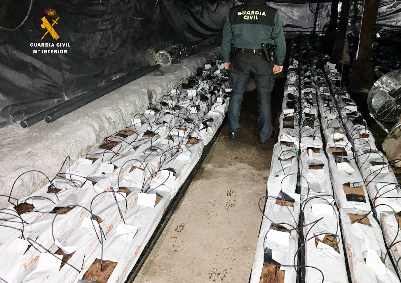 El incendio de una cabaña en La Abadilla de Cayón pone al descubierto 2.300 plantas de marihuana