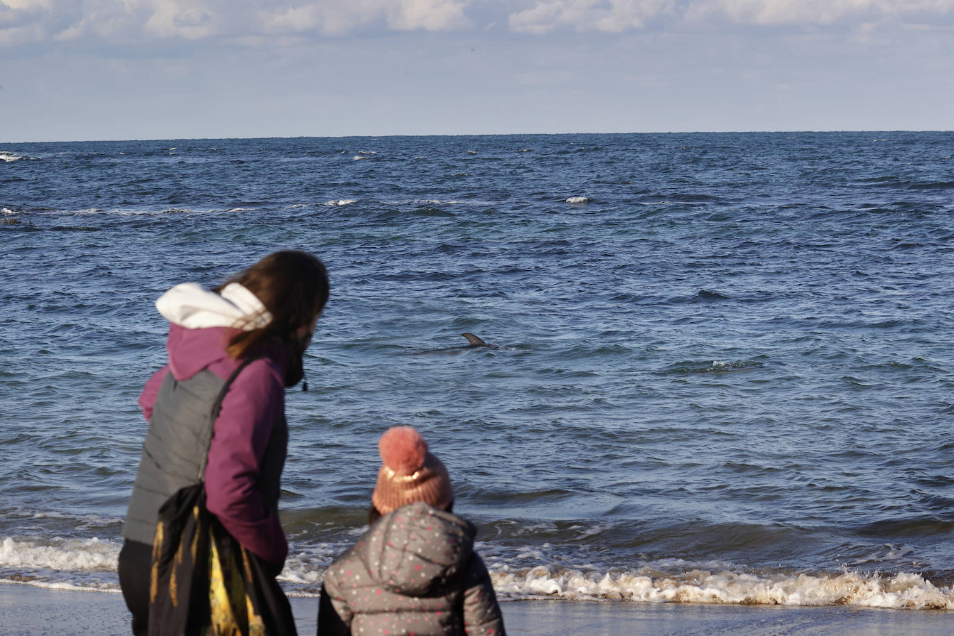 Imágenes del delfín que merodea por Comillas