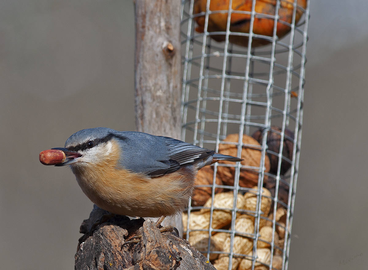 ¿Cómo ayudar a la fauna cuando la climatología es hostil?