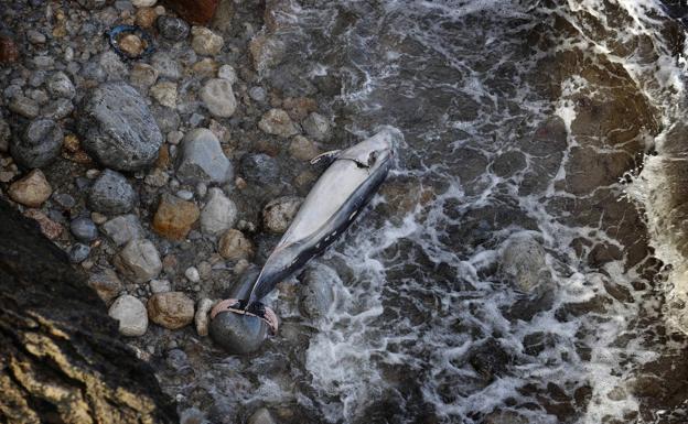 Muere el delfín que merodeaba por el puerto de Comillas