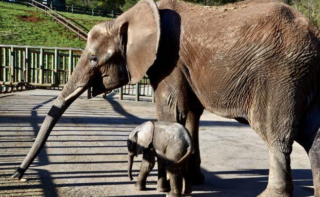 Nace el primer elefante africano de tercera generación en Cabárceno