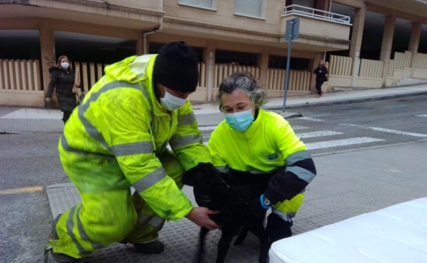 Encuentran en un contenedor de Castro a un cordero vivo dentro de una bolsa