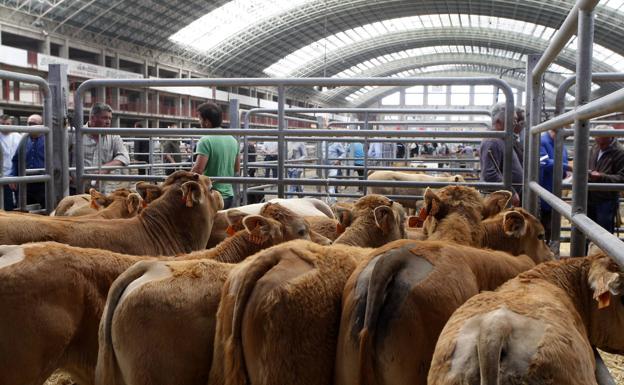 Desarrollo Rural adelanta casi dos meses el pago de las primas ganaderas, que se abonan desde este viernes