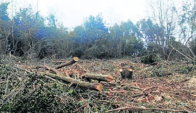 Agentes del Medio Natural denuncian talas de robles en fincas particulares de Ruiloba