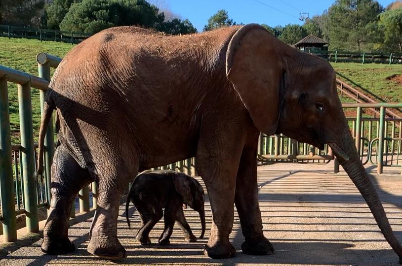 El nuevo elefante de Cabárceno se llamará 'Neco'