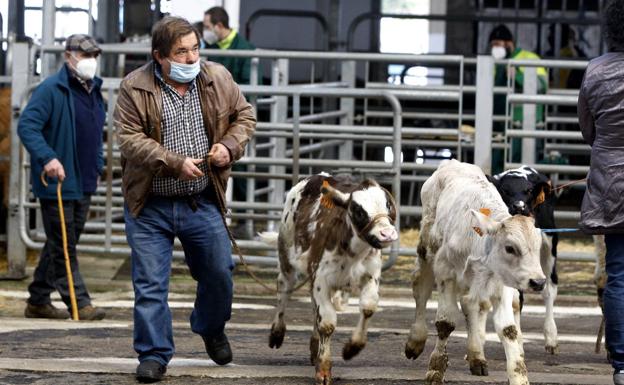 A partir del 16 de febrero, en el Ferial de Torrelavega se ofertará ganado para carne los miércoles