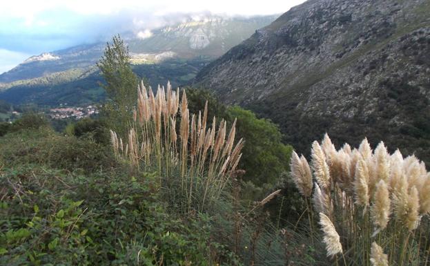 Campoo de Yuso se suma a la lucha contra el plumero