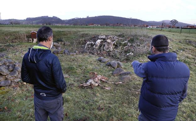 Los lobos acechan el núcleo urbano de Cabezón: matan dos ovejas en una finca a un kilómetro del pueblo