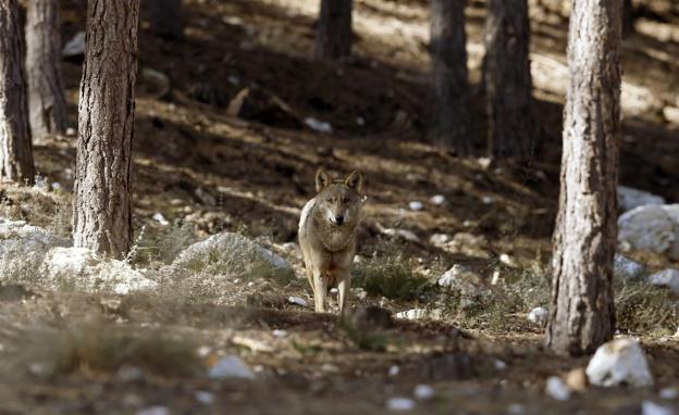 Galicia, Asturias, Cantabria y Castilla y León se unen contra el Ministerio por la gestión del lobo