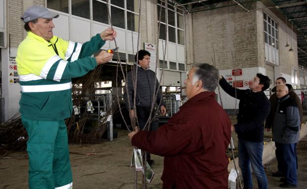 La campaña del árbol de Torrelavega bate récord y repartirá 4.420 ejemplares