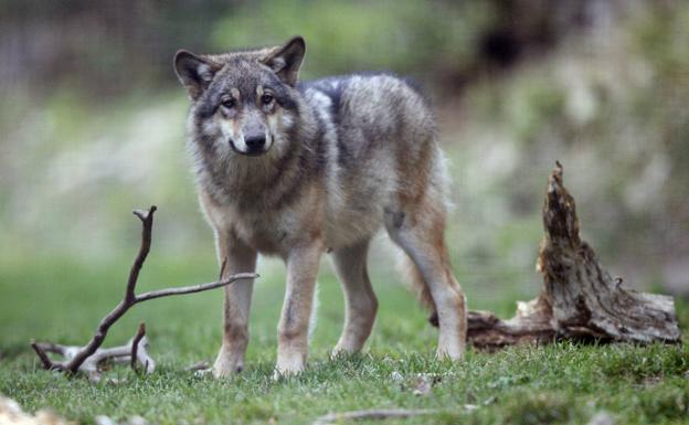 El campo se echará a la calle si prohíben la caza del lobo