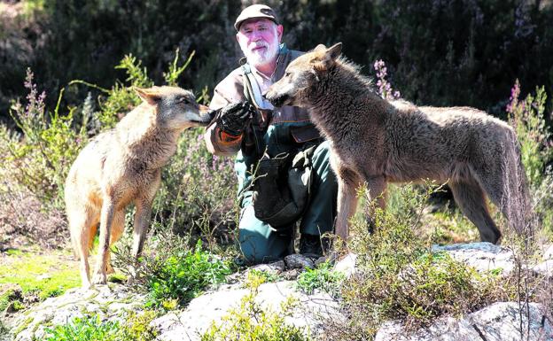 La cifra de lobos asentados en Cantabria se ha cuadruplicado en lo que va de siglo