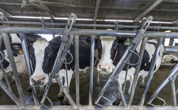 El Gobierno comienza a abonar las ayudas de la vaca nodriza